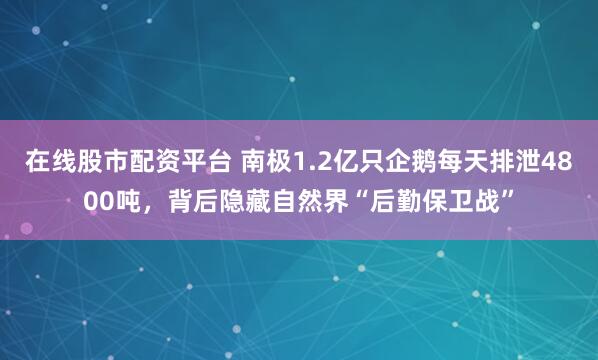 在线股市配资平台 南极1.2亿只企鹅每天排泄4800吨，背后隐藏自然界“后勤保卫战”