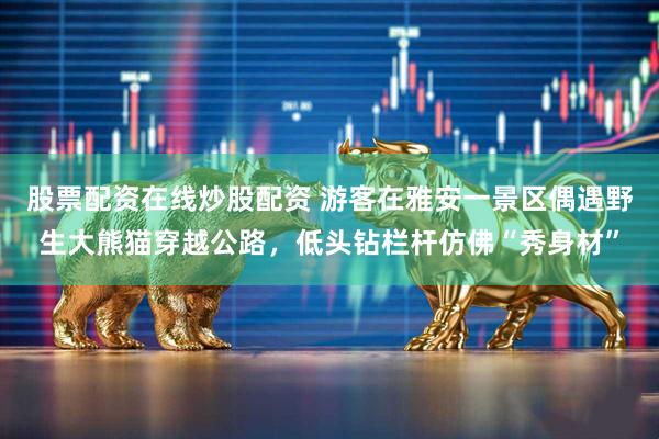 股票配资在线炒股配资 游客在雅安一景区偶遇野生大熊猫穿越公路,低头钻栏杆仿佛“秀身材”