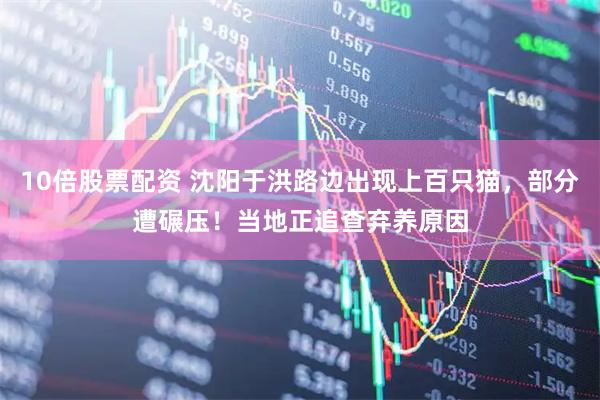 10倍股票配资 沈阳于洪路边出现上百只猫，部分遭碾压！当地正追查弃养原因